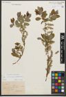 Foto von Salix silesiaca Willd. x Salix starkeana Willd.